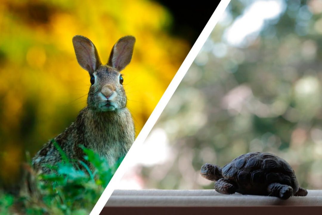 The graphic hare and the business turtle: a reverse fable of a winner deal.